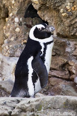 Black footed Penguins