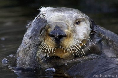 California Sea Otter