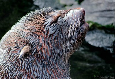 NY Aquarium
