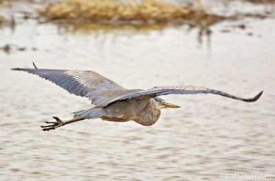 Great Blue Heron In Flight