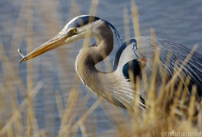 GBH Having Lunch