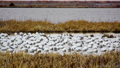 Snow Geese