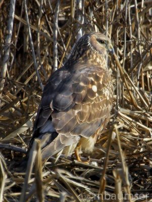 Northen Harrier