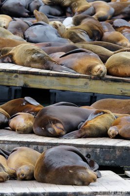 Stack of Sea Lions