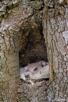 Ground Hog In A Tree