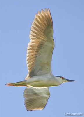 Black-crowned Night Heron in Flight