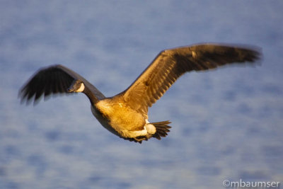 Canada Goose