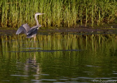 Heron Landing