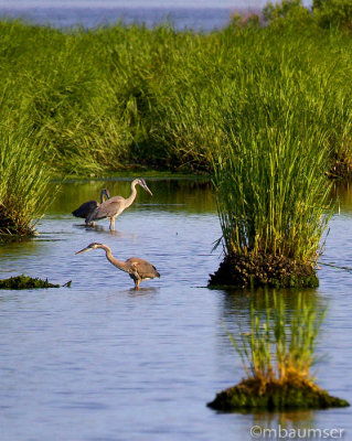 Three Heron