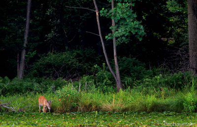 Deer at the pond