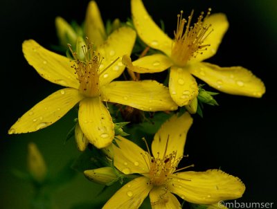 Yellow Flowers