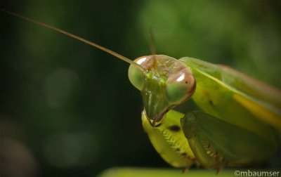 Mantis