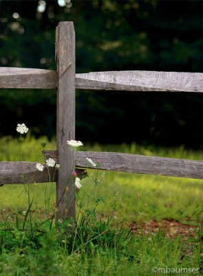 Wild Flowers And Fence