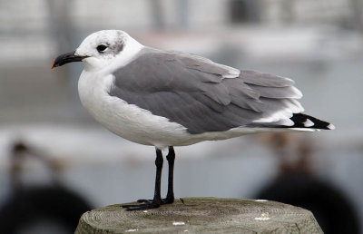 Laughing Gull with Winter Plumage