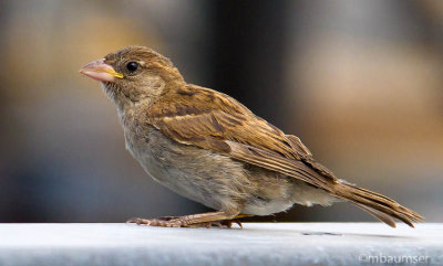 Sparrow