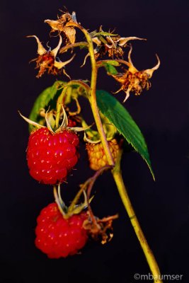 Raspberry Season