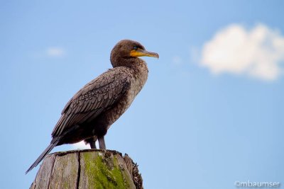 Double Crested Cormorant