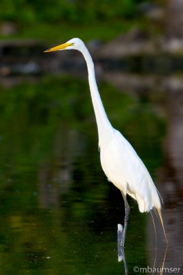 Great White Egret At Oak Tree Pond  IV