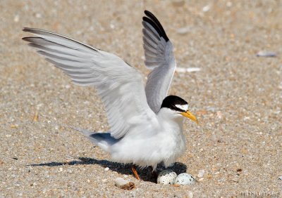 Least Tern (nesting)
