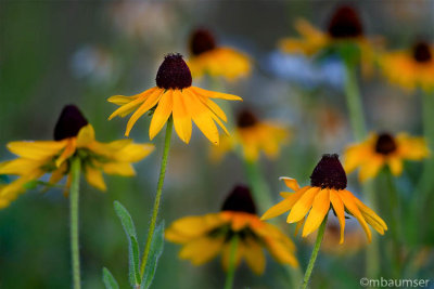 Black Eyed Susans