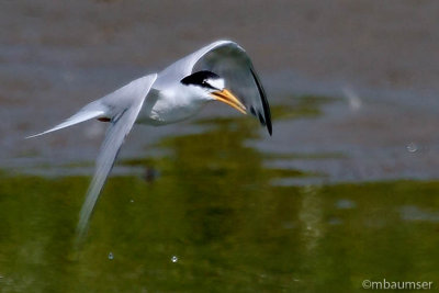 Least Tern In Flight