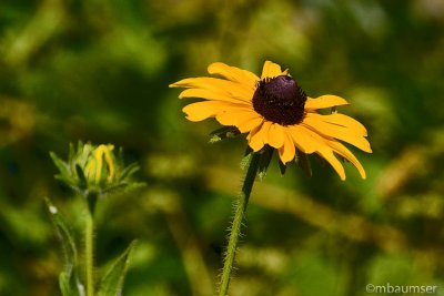 Black Eyed Susan