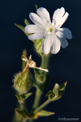 White Flower