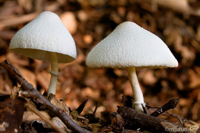 Two Mushrooms