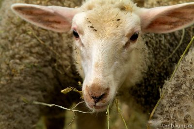 Lamb