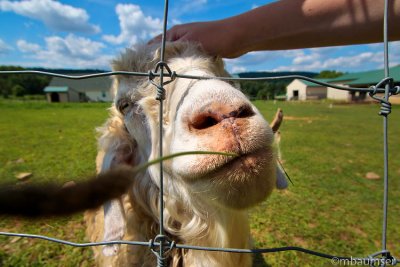 A Happy Goat