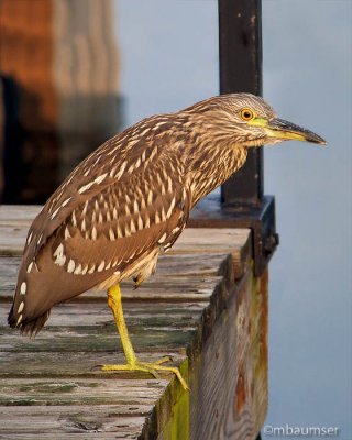 Juvenile Black-crowned Night-Heron