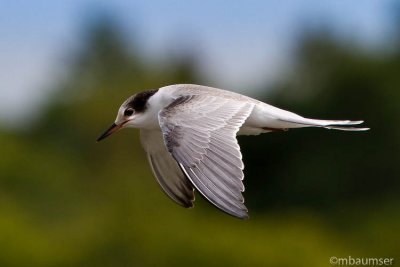 Juvenile Common Tern