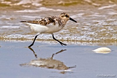 Adult Sanderling