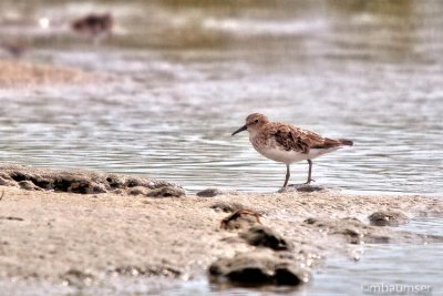 Adult Sanderling On The Shore