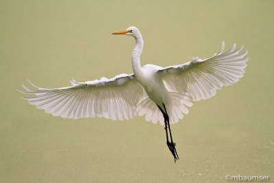 Great White Egret (Landing Gear Down)