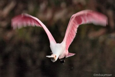 Roseate Spoonbill Takes Flight