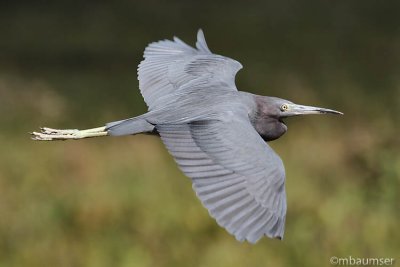 Little Blue Heron