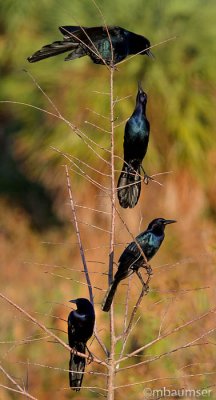 Grackles In A Tree