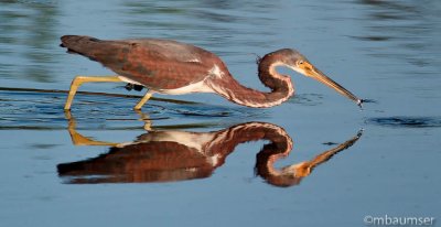 Tricolor Heron With A Catch