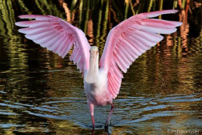 Roseate Spoonbill With Wings Up