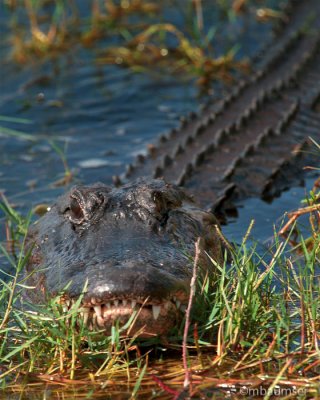 Face To Face With An Aligator