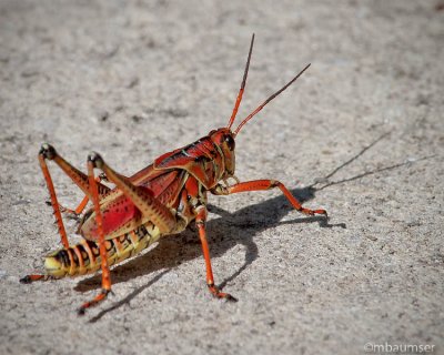  Lubber grasshopper