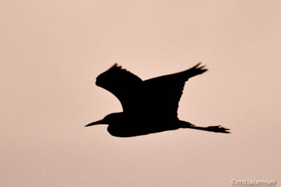 Heron Silhouette