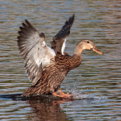 Mollted Duck