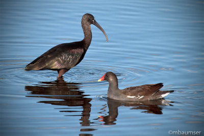 Glossy Ibis and Common Moorhen