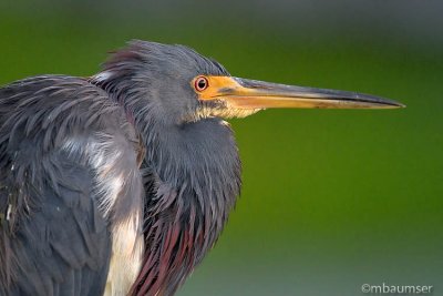 Up-Close With A Tricolored Heron