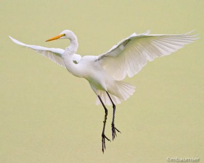 Great Egret Landing
