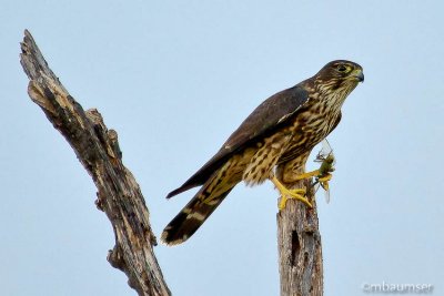 Merlin With Dragonfly