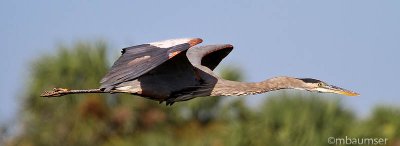 Tricolor Heron Flies By