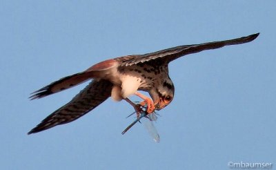 Merlin In Flight Eating Dragonfly